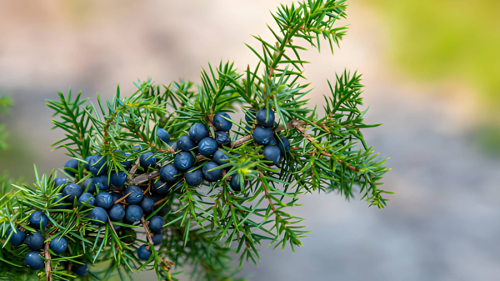 What Makes Gin Unique
